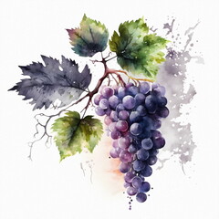 branch red grape berries of purple berries. illustration of grapes with leaves on white background. 