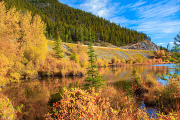 Canvas Print - The autumn forest