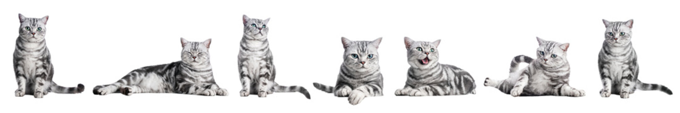 Wall Mural -  - Cute cat collection isolated on white transparent background.. British shorthair silver tabby kitten breed, purebred