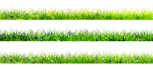 Wall Mural - green grass illustration isolated on white background