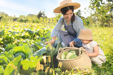 Canvas Print - Mother and daughter harvesting fresh ripe cabbages on farm