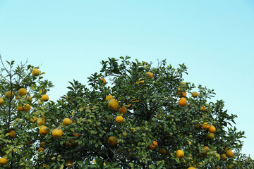 Wall Mural - Fresh ripe oranges growing on tree against blue sky