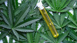 Test tube with marijuana extract lying on green cannabis leaves closeup
