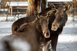moose pair
