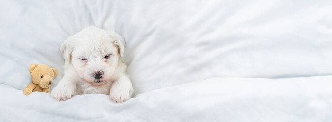 Aufkleber - Tiny Bichon Frise puppy sleeps under  white blanket on a bed at home with favorite toy bear. Top down view. Empty space for text