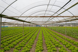 Fototapeta Mosty linowy / wiszący - Natural lettuce grown in greenhouse . Organic lettuces.