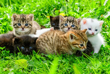Group Of Little Kittens In The Grass