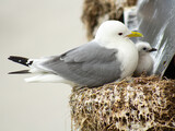 Fototapeta Do pokoju - A kittiwake seagull (Rissa tridactyla) with her chicks in the nest beneath a roof