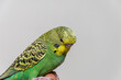 © Cliff - A young green wavy parrot sits on a hand, a human finger