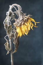 Dead Sunflower 2
