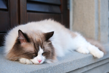 close up one white brown ragdoll cat sleep on windowsill
