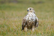 Hungarian national bird Saker falcon, falco cherrug, in the steppe