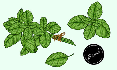 Wall Mural - Basil bunch leaves vector colour illustration 