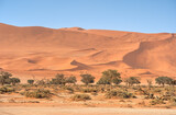 Fototapeta Nowy Jork - Namib Desert Dunes around Sossusvlei, HDR Image