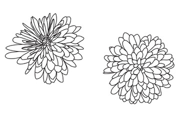 Wall Mural - Garden Chrysanthemum painted in black outline is intended for postcards, prints, March 8, Valentine, clothing and fabric printing, etc.