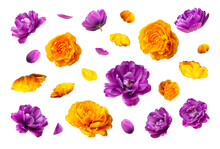 Various Buds And Petals Of Purple Yellow Tulip Isolated On White Background. With Clipping Path. Spring Blossom Nature Layout, Beautiful Flowers For Your Design. Mockup