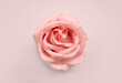 © SONJA - pink rose close up, pink touch