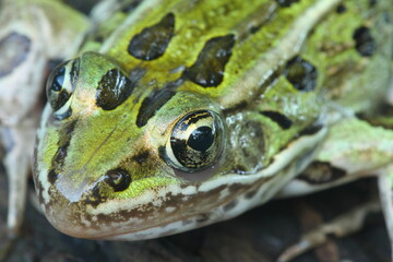 Sticker - Leopard frog closeup (Lithobates pipiens)