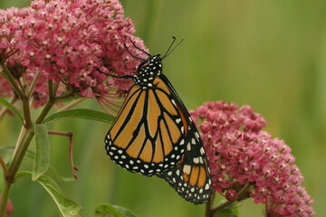 Wall Mural - monarch butterfly (Danaus plexippus) on swamp milkweed flower (asclepias incarnata) 