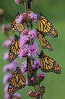 Monarch butterflies (Danaus plexippus) on meadow blazing star flowers liatris 