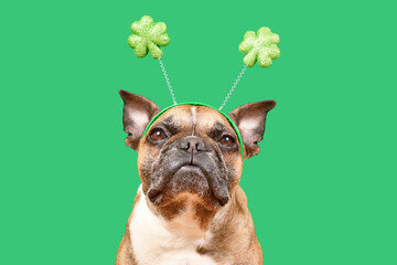 Wall Mural - French Bulldog dog wearing St. Patrick’s Day shamrock costume headband on green background