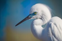 Picture Of A White Tiny Egret In Focus Against A Fuzzy Blue Backdrop. Generative AI