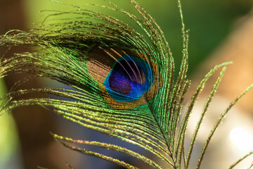 peacock feather close up