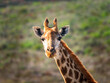 © Tetra Images - South Africa, Western Cape, Portrait of giraffe in savannah