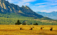 Group Of Male Elk Relax On A Mesa Near Boulder, Colorado's Flatirons