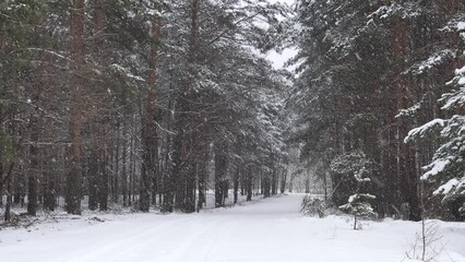 Wall Mural - snowy winter in a pine forest it is snowing tree branches in the snow