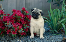 Pug Sitting Next To Red Flowers In Garden Outside