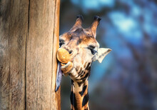 A Giraffe Licks A Tree Trunk With Its Long Tongue.