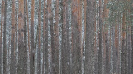 Wall Mural - snowy winter in a pine forest it is snowing tree branches in the snow