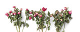 Fototapeta  - Branches of dry roses on a white background top view copy space.
