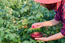 A Farmer Harvests Ripe Raspberries. Hands Of A Woman Picking Raspberries Close-up.The Woman-farmer Puts Raspberries In A Clay Plate.