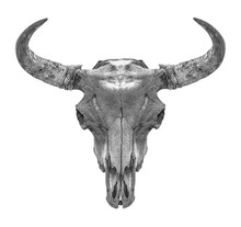 Bison Head Skull On A Transparent Background. Isolated Object. Element For Design