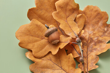 Close up of oak brown leaves and acorn.