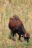 Fototapeta Maki - buffalo in the field