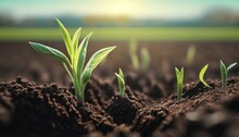A Springtime Corn Field Featuring Soft Focus Shots Of Freshly Sprouted, Green Seedlings. In A Farming Region, Young Corn Plants Are Flourishing In Soil, AI Generative
