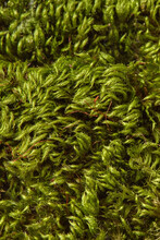 Close Up Of Natural Green Moss Texture.