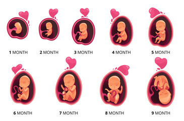 embryo month stage growth, fetal development vector flat infographic icons. medical illustration of 