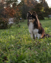 Tricolor Fluffy Sheltie Puppy Sits On Green Grass. Little Cute Dog