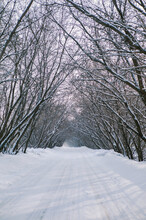 A Snow-covered Road And An Arch Of Trees.