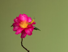 Yellow Grasshopper Perched On A Camellia