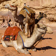 Wielbłądy do przewozu turystów pustynia Wadi Rum Jordania