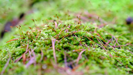 Wall Mural - bright forest green moss macro.