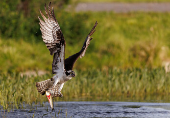 Sticker - Osprey fishing in Maine 