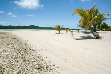 Wall Mural - Coral atoll tropical island and palm trees