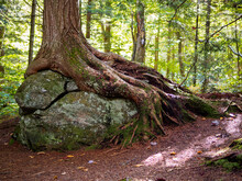 Tree Roots Clinging To Big Rock.