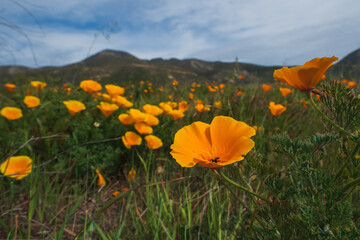 Wall Mural - California super bloom. Golden poppies close up. California State flower in bloom in the early Spring